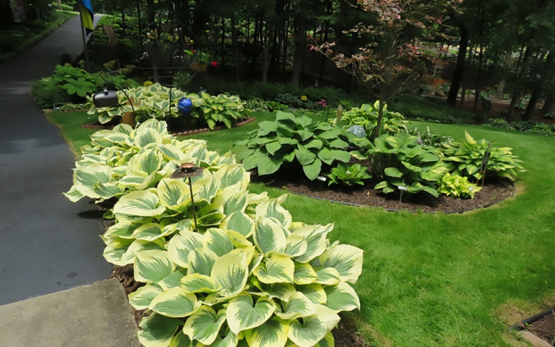 Deppe-Row of Hosta ‘Liberty’ flanks the driveway-gallery