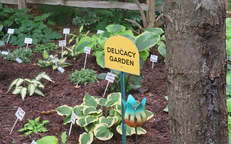 Deppe-The Delicacy Garden, Hosta with food names-gallery