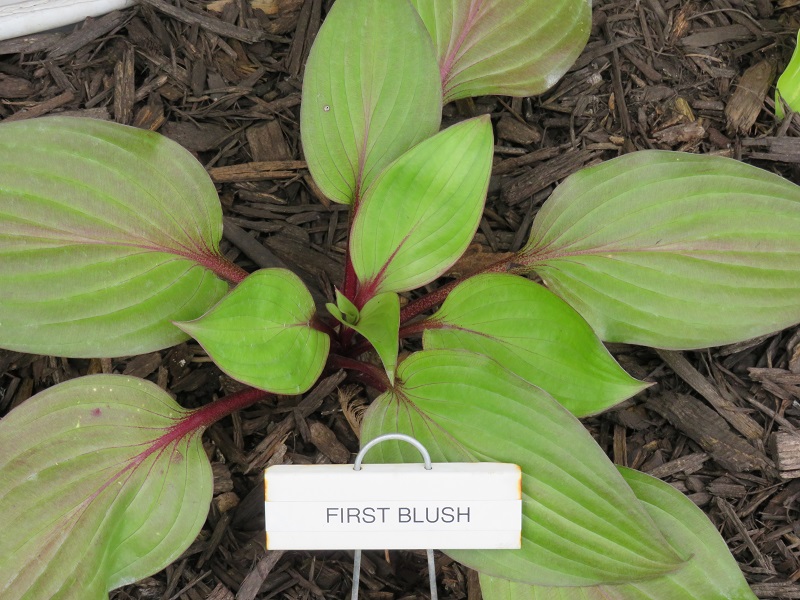 McCollough-'First Blush' showing some red color in the leaf-gallery