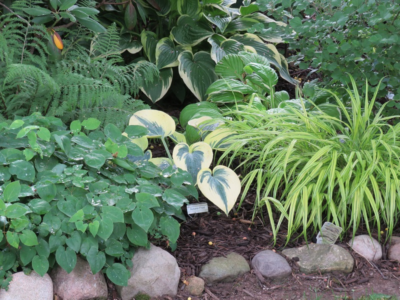 McCollough-Hosta 'Autumn Frost' is very showy-gallery