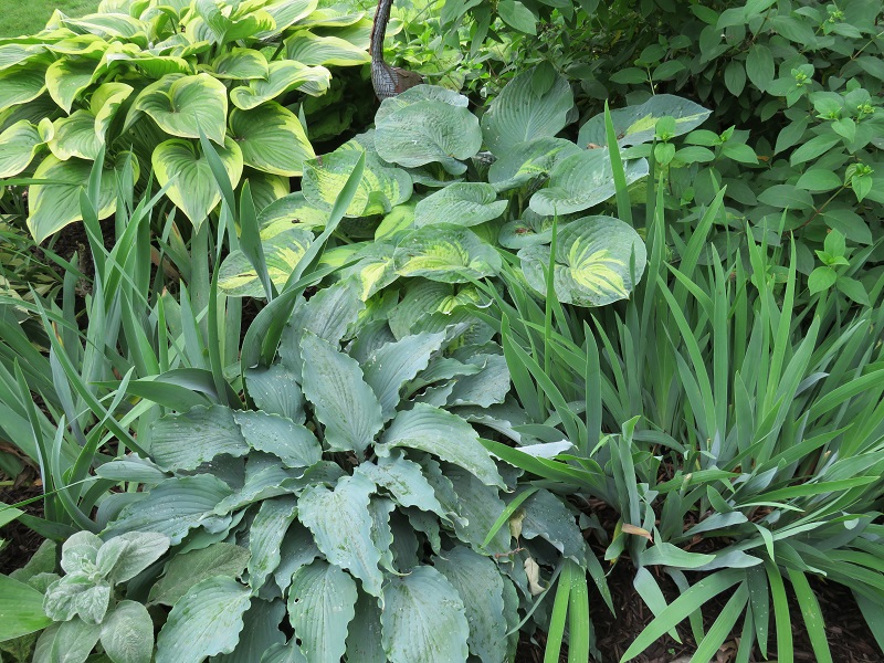 McCollough-Hosta 'Neptune' with blue rippled leaves-gallery