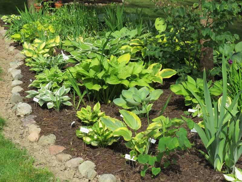 McCollough-Hostas and trees-gallery