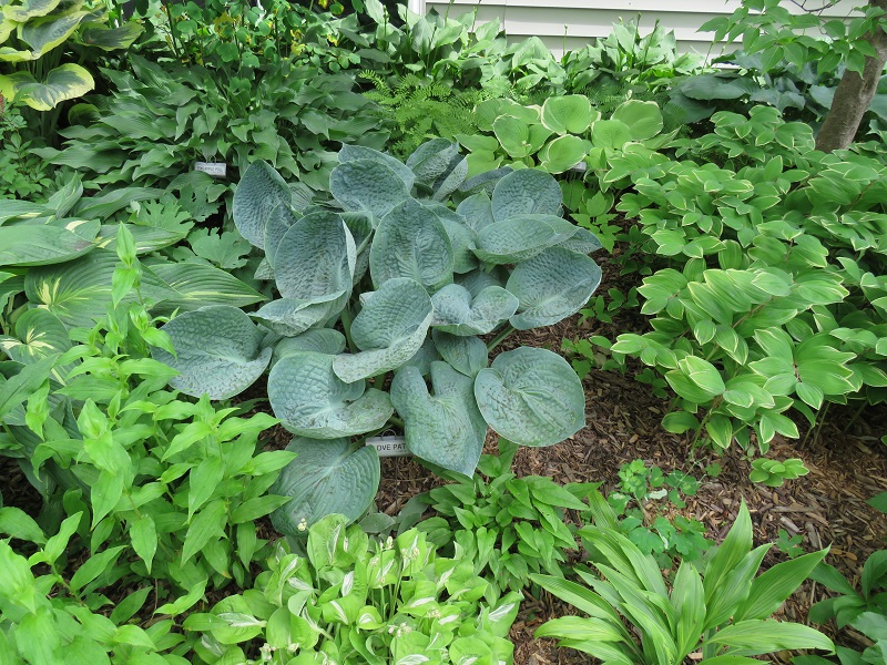 Pearce-Hosta 'Love Pat' in the backyard makes a great color contrast-gallery