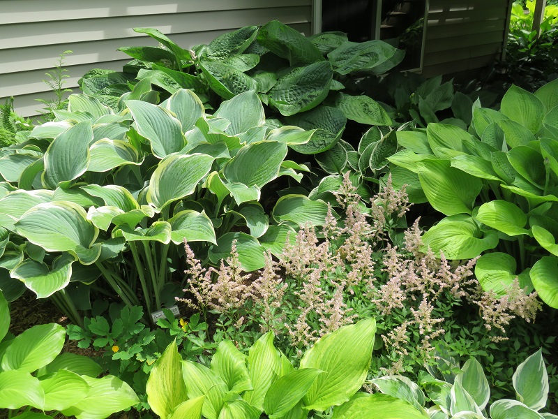 Pearce-Stunning large hostas surround a pink astilbe-gallery