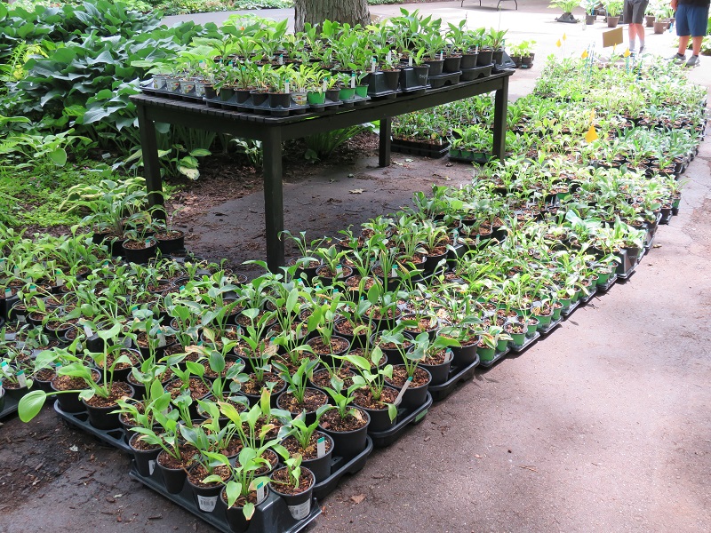 Schwartz-Hundreds of hosta seedlings-gallery