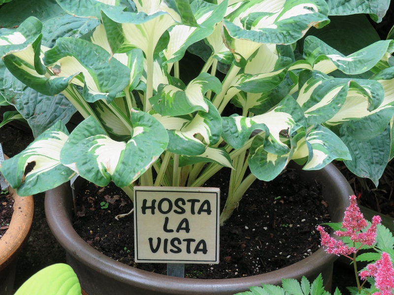 Sinke-Beautiful variegated hosta in a pot-gallery