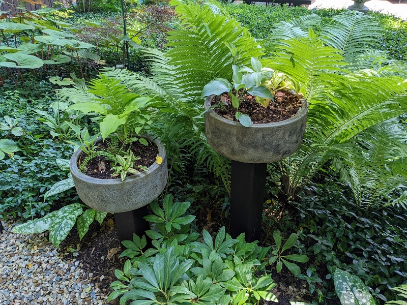 Smith-Miniature hosta planters