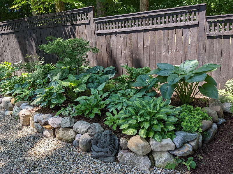 Smith-Raised bed with variety of Hosta and cool gargoyle